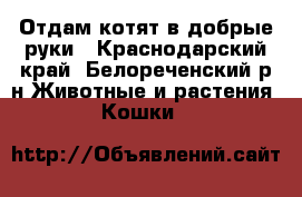 Отдам котят в добрые руки - Краснодарский край, Белореченский р-н Животные и растения » Кошки   